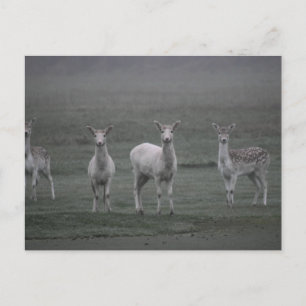 Postal Deers