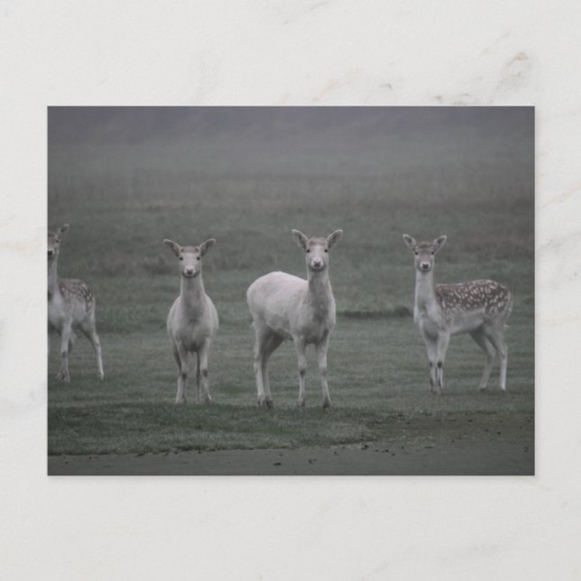 Postal Deers (Anverso)