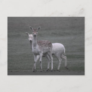 Postal Deers