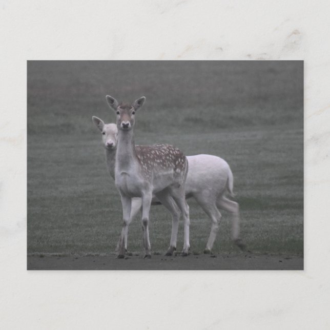 Postal Deers (Anverso)