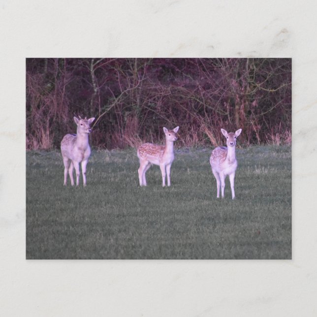 Postal Deers (Anverso)