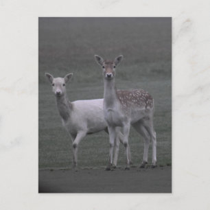 Postal Deers