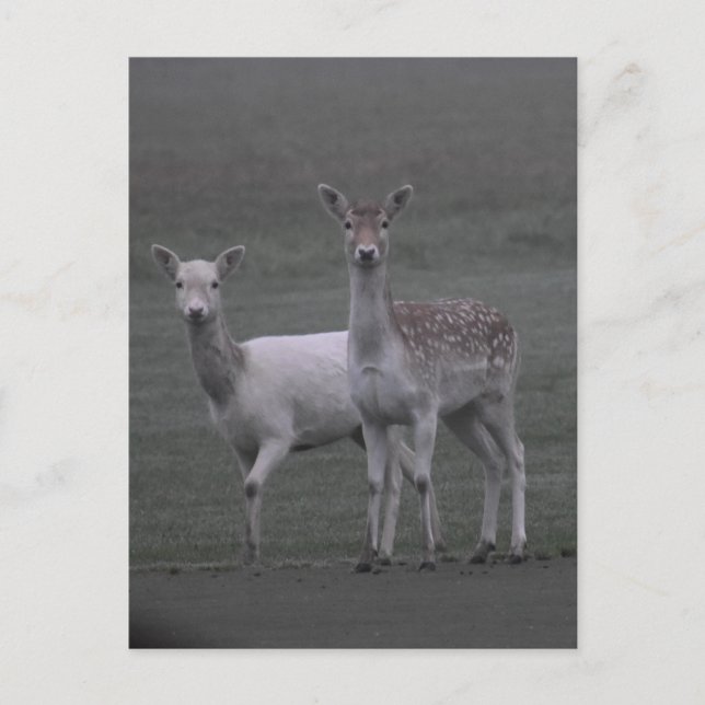 Postal Deers (Anverso)