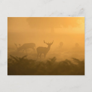 Postal Deers