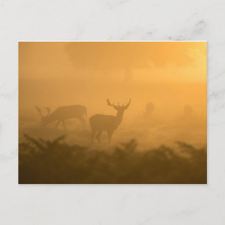 Postal Deers
