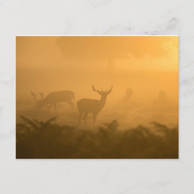 Postal Deers (Anverso)
