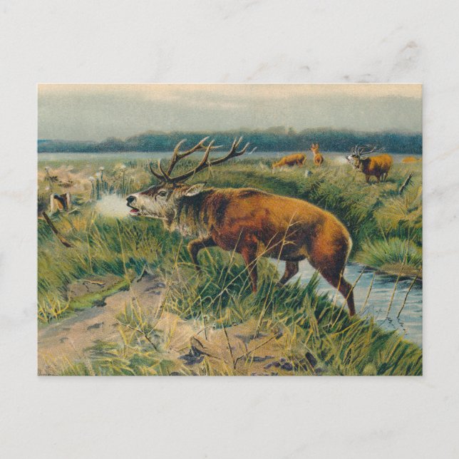Postal Deers by Dawn's Early Light (Anverso)