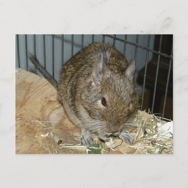 Postal Degu Al Borde De La Madera De Palo Comen Pequeños  (Anverso)