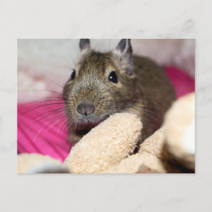 Postal Degu Behind Fallen Teddy Bear