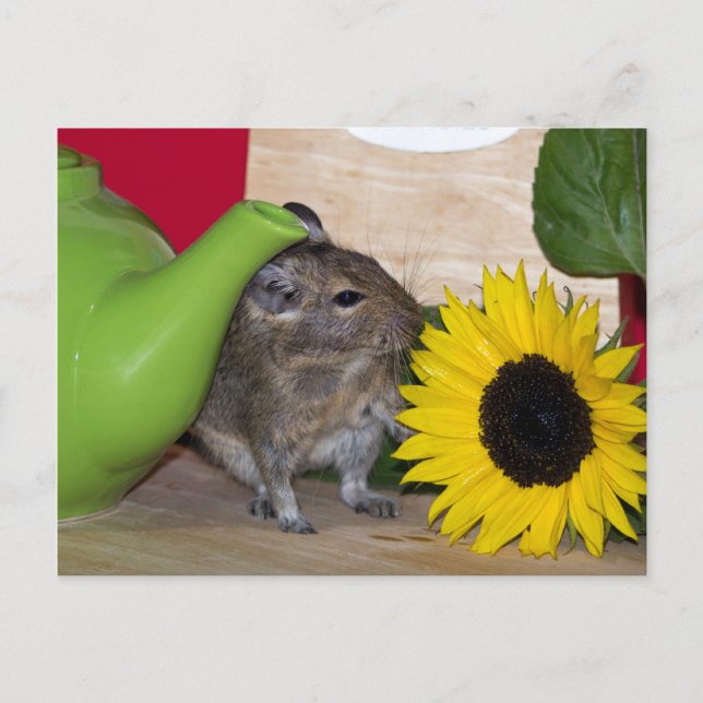 Postal Degu con tetera y girasol (Anverso)
