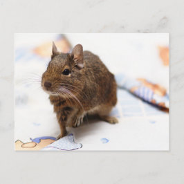 Postal Degu de pie en la hoja de cálculo