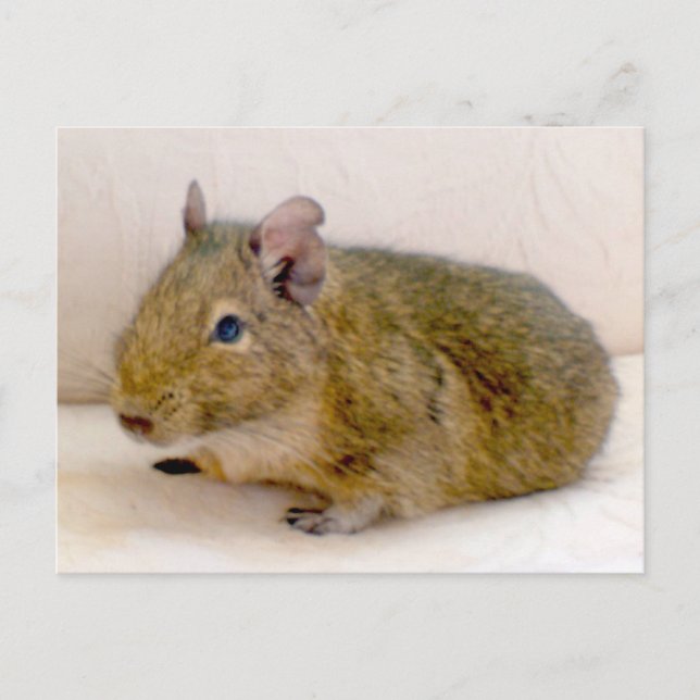 Postal Degu Postcard (Anverso)