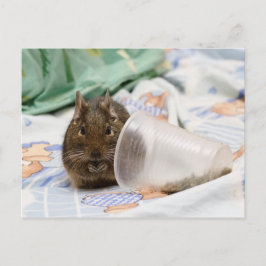 Postal Degu preparando su comida en la cama