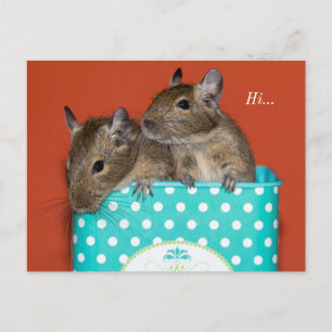 Postal Degus Inside Coffee Tin 'Hi'