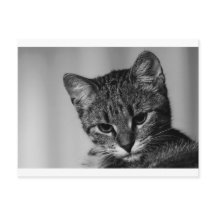 Déjame ver... (gato escéptico)