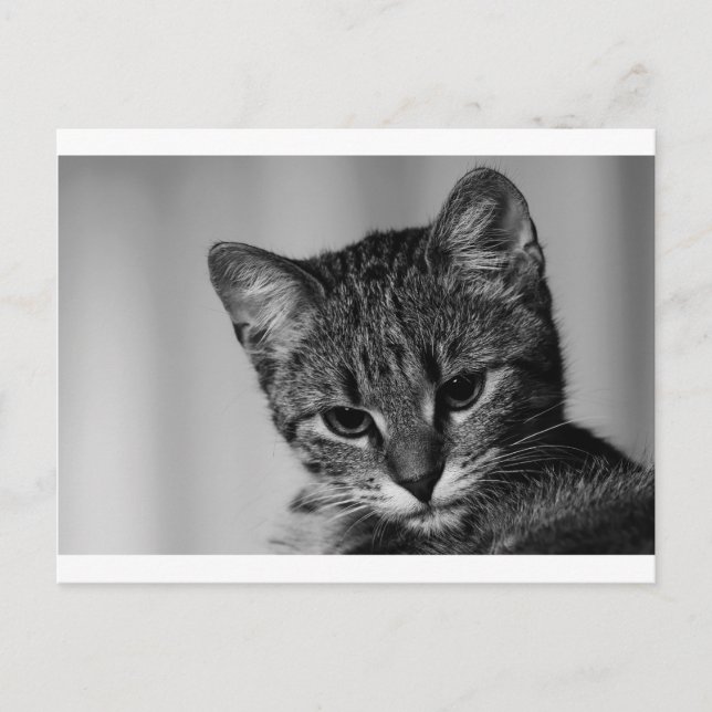 Postal Déjame ver... (gato escéptico) (Anverso)