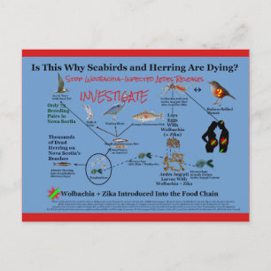 Postal Dejar de usar Wolbachia e investigar por RoseWrite