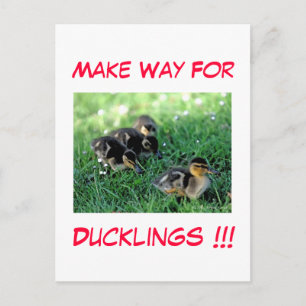 Postal ¡¡¡Dejen Lugar A Los Ducklings!!!