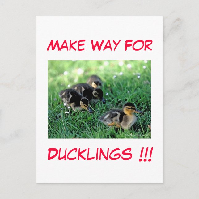 Postal ¡¡¡Dejen Lugar A Los Ducklings!!! (Anverso)