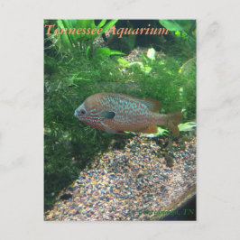 Postal del acuario de Tennessee