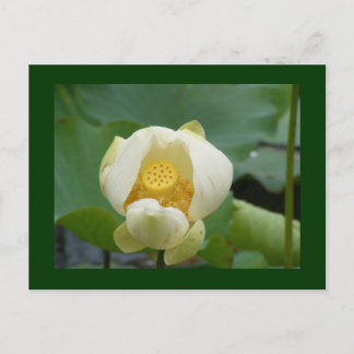 Postal del agua flor lilly