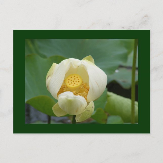 Postal del agua flor lilly (Anverso)