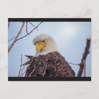 Postal del águila VII de Estados Unidos