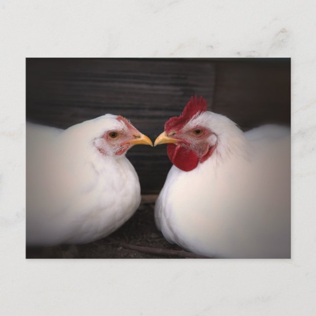 Postal del amor del pollo (Anverso)