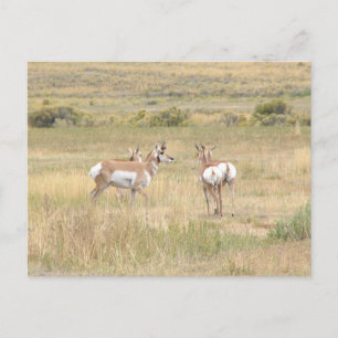Postal del antílope en Yellowstone