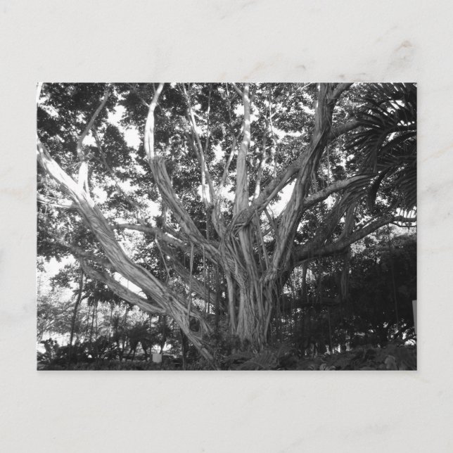 Postal del árbol de la vida (Anverso)