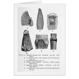 Postal del arte del spatulatus de Equisetites