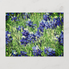Postal del Bluebonnet