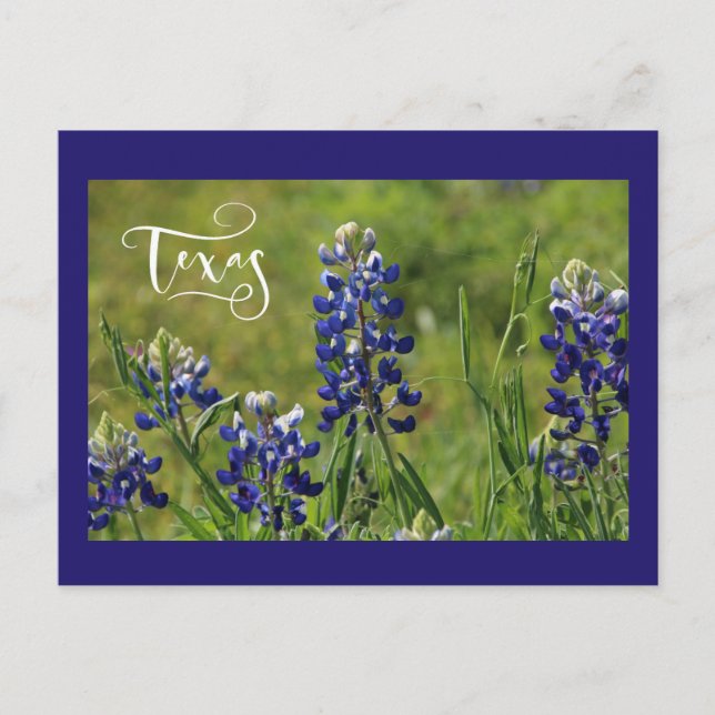Postal del Bluebonnet de Tejas (Anverso)