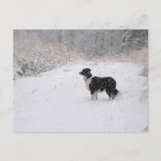 Postal del border collie Nevado
