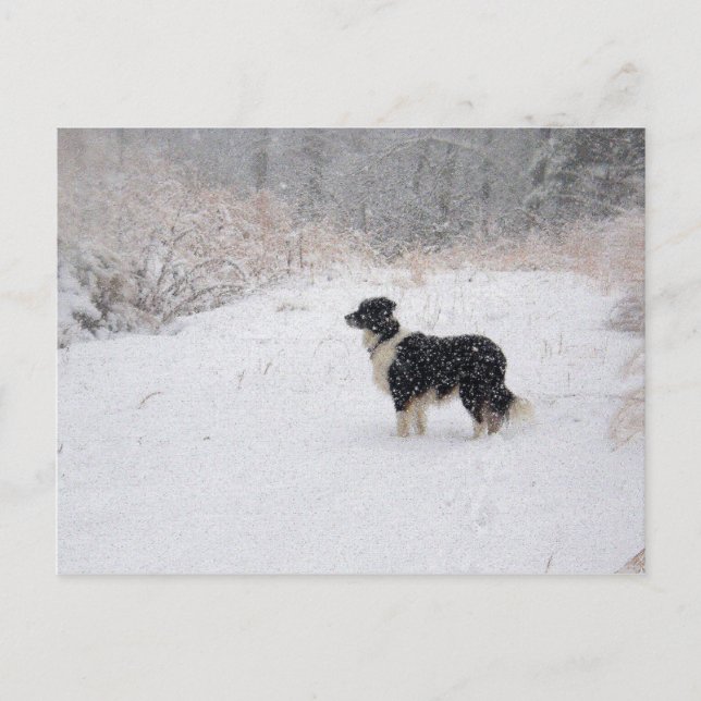 Postal del border collie Nevado (Anverso)