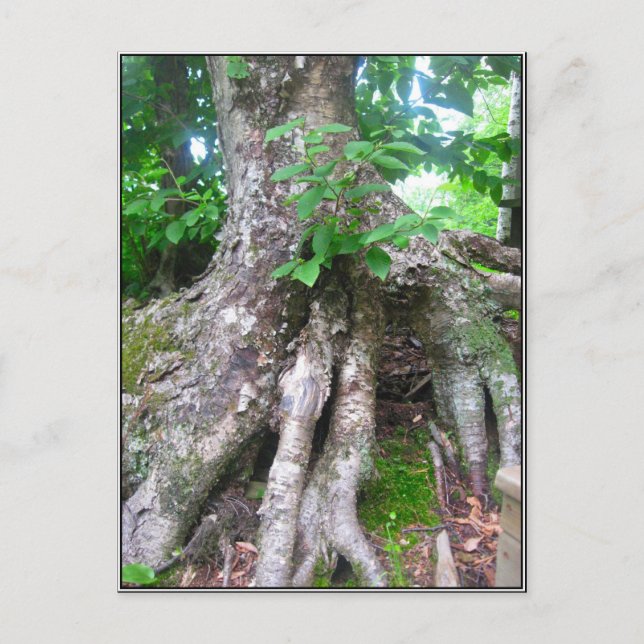 Postal del bosque (Anverso)