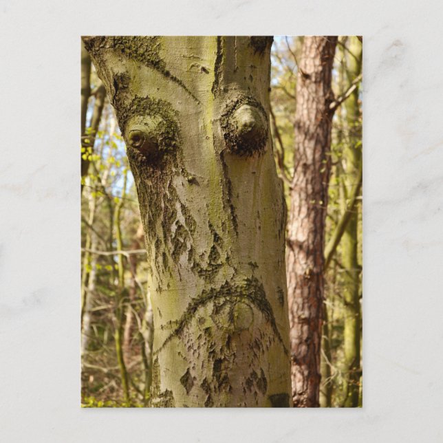 postal del bosque (Anverso)