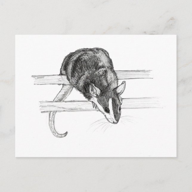 Postal del bosquejo del ratón del mascota de (Anverso)