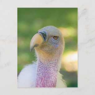 Postal del buitre de Griffon de Rupell