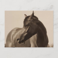 Postal del caballo árabe