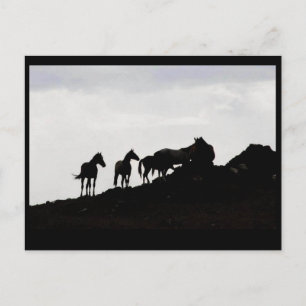Postal del caballo salvaje