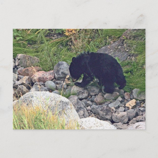 Postal del cachorro de oso negro (Anverso)