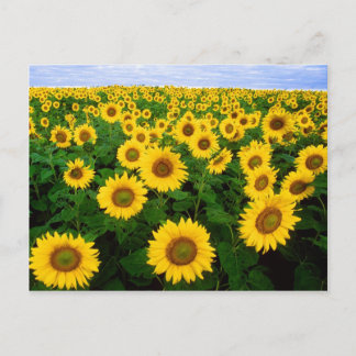 Postal del campo de los girasoles