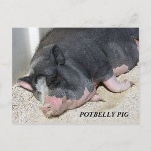 POSTAL DEL CERDO DE LA BARRIGA