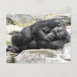 Postal del chimpancé el dormir