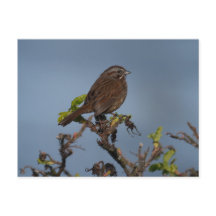 postal del cielo azul de Sparrow