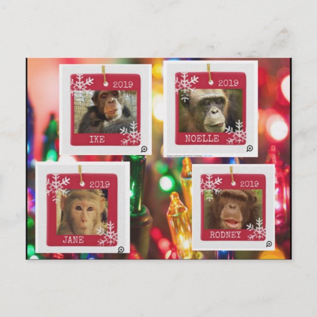 postal del cindy de rescate de primates (Anverso)