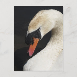 Postal del cisne silencioso durmiente