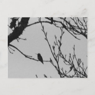 Postal del colibrí