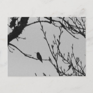 Postal del colibrí